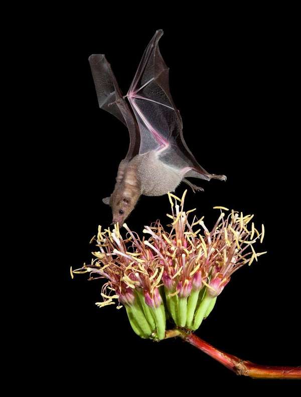 Nectar-feeding bat feeding on an agave bloom