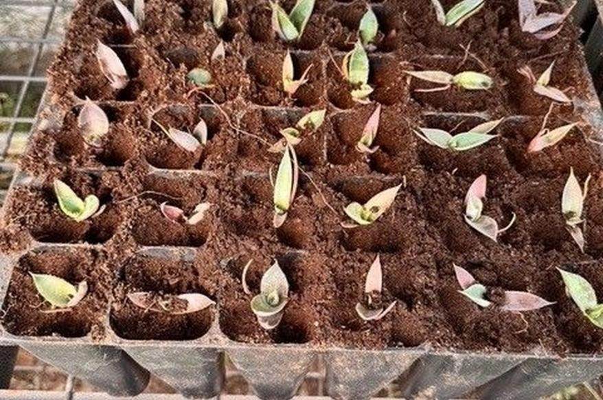 Native agave seedlings growing in nursery trays