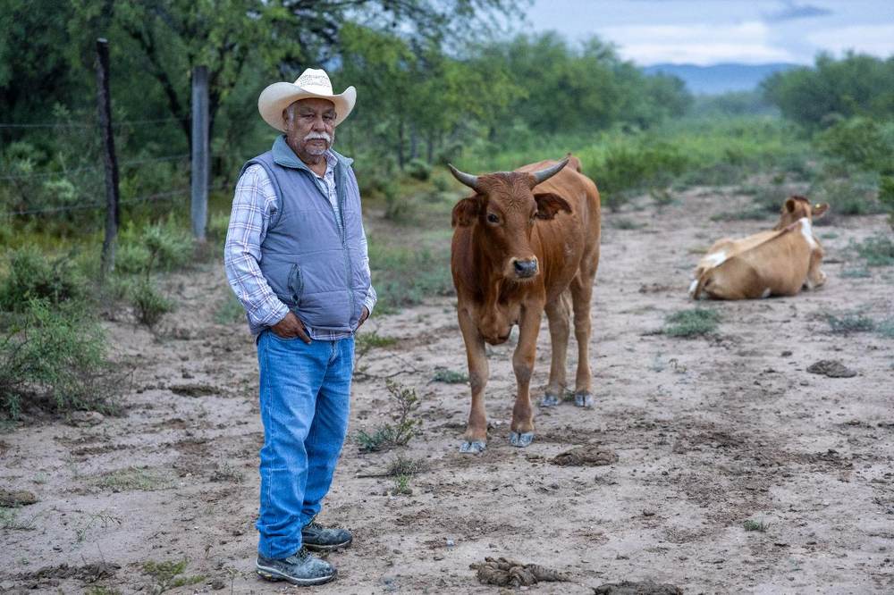 A rancher tending cattle on restored rangeland