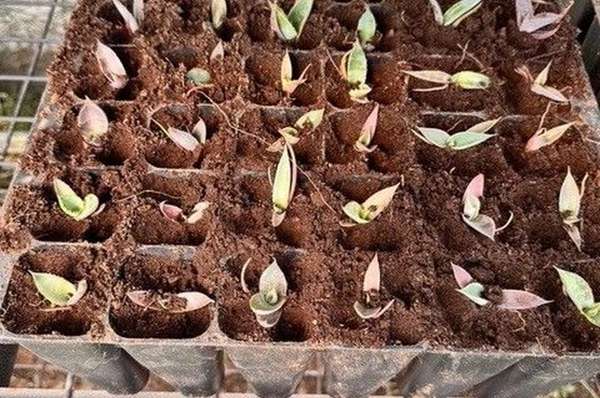 Native agave seedlings in nursery trays