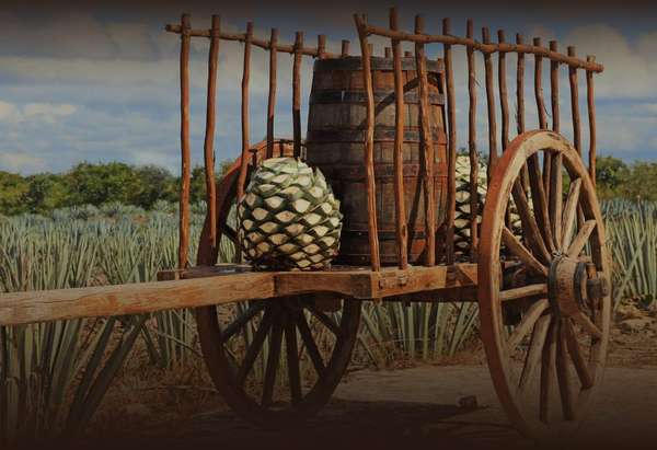 Harvested agave piñas on a traditional cart