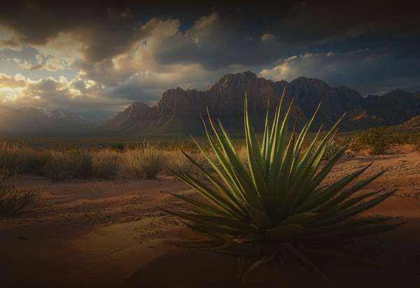 Agave silhouetted against desert mountains at sunset