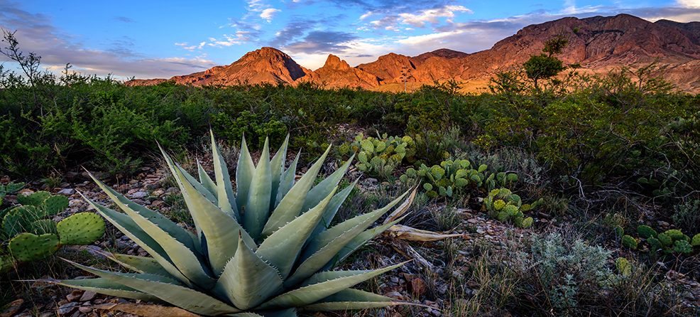 Agave and desert mountains at dusk in the U.S. Southwest