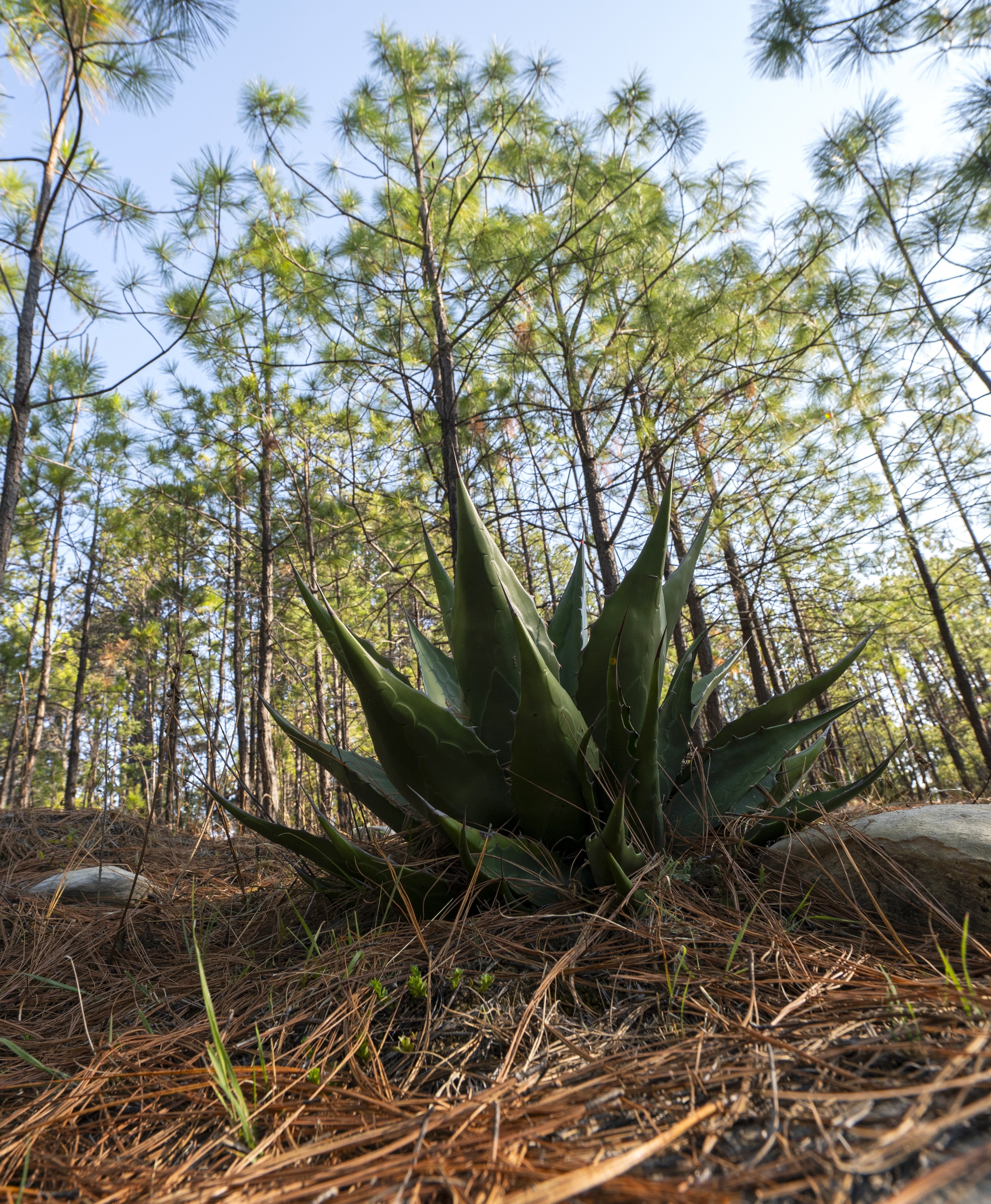 Agave in forest