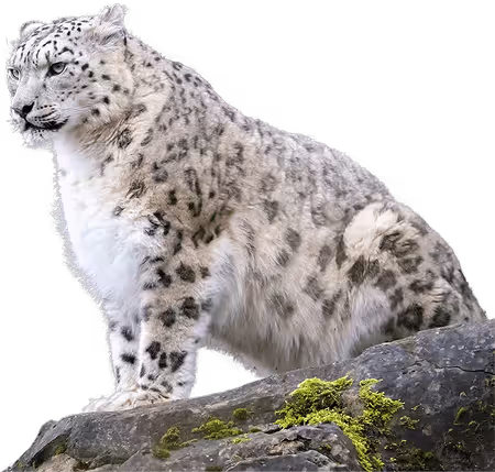 Snow leopard