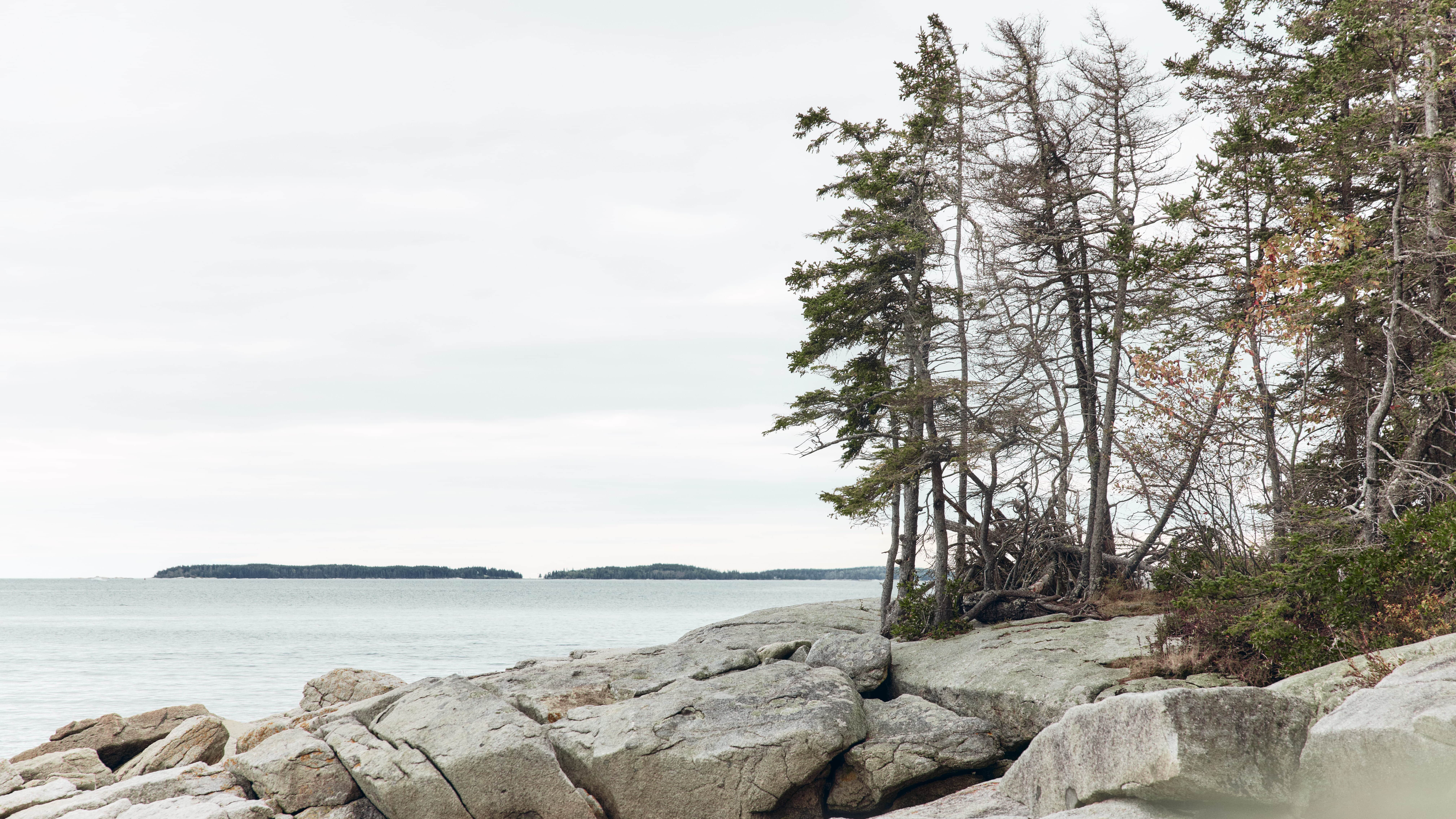 Granite ledges and windswept spruce at the water's edge in Birch Point State Park, Maine