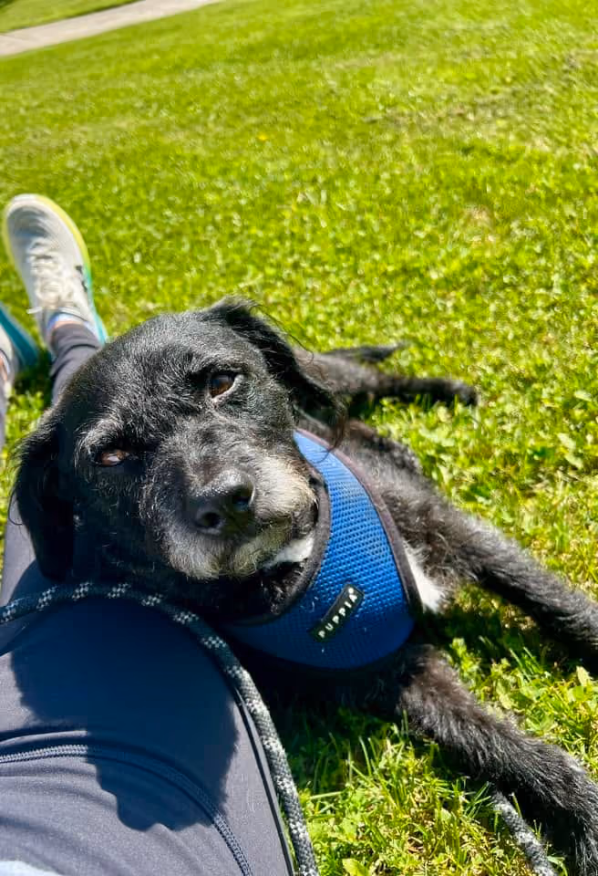 Black dog with a blue harness resting its head on a person's leg on green grass outdoors.