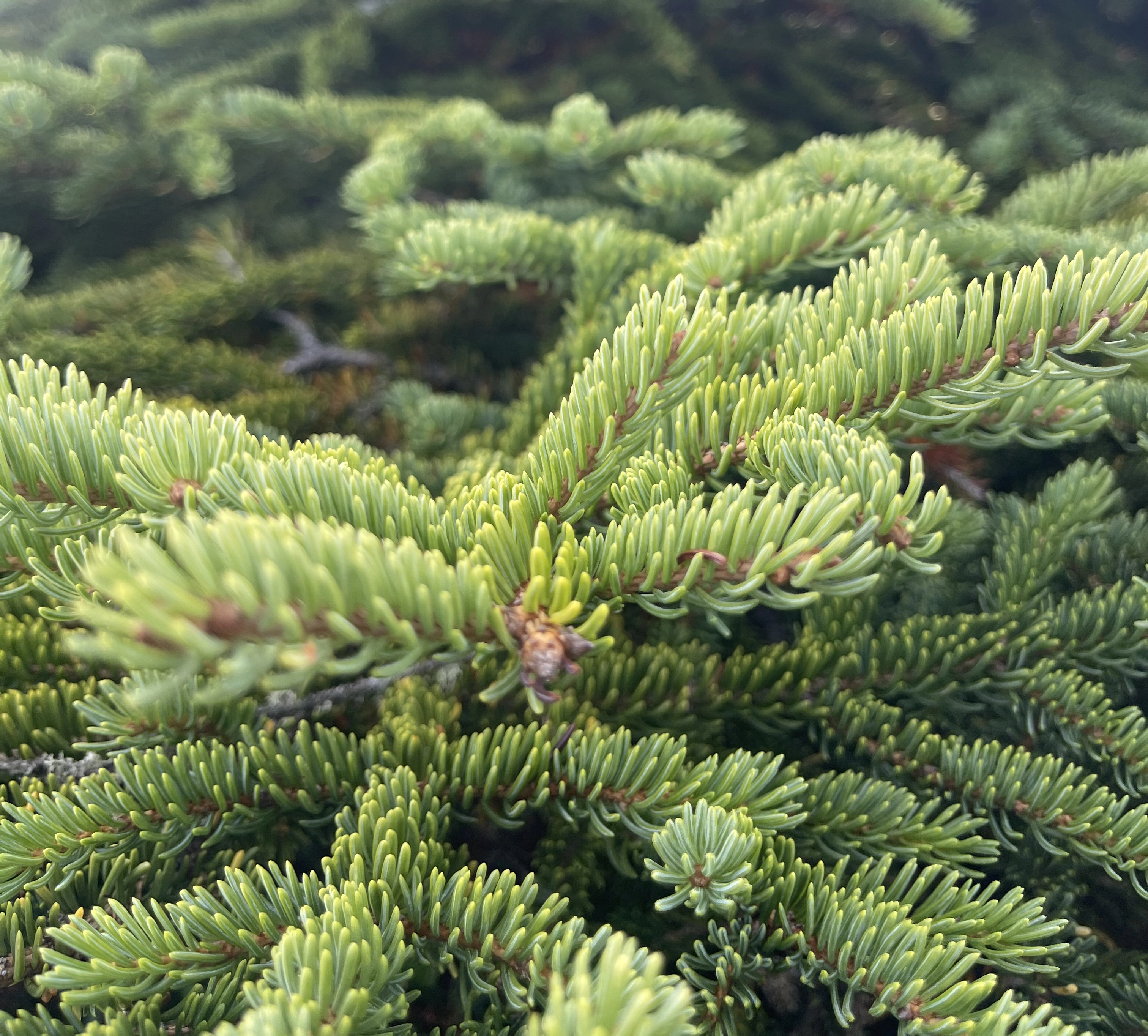 Close-up of vibrant green fir tree branches with needle-like leaves densely covering the frame.