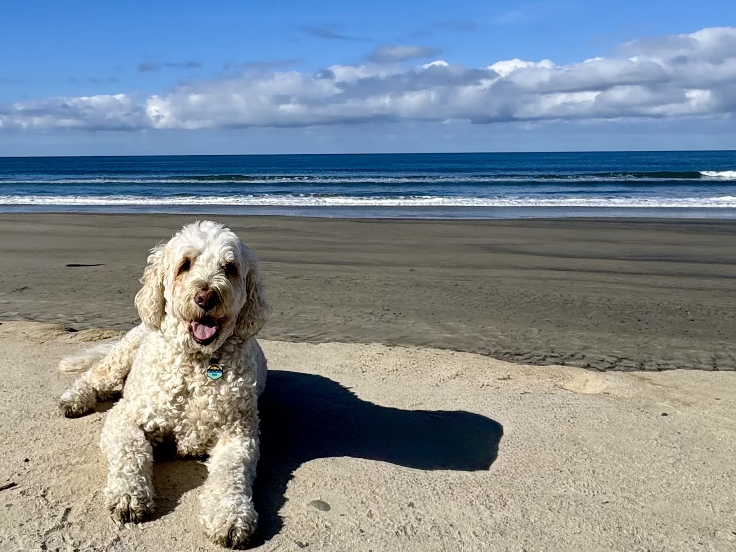 Riggs, a cream goldendoodle, lying on the sand at Oceanside with the Pacific behind him