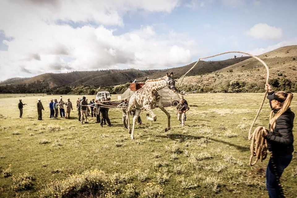 A giraffe is being guided with ropes by a group of people in a grassy open field with hills in the background.