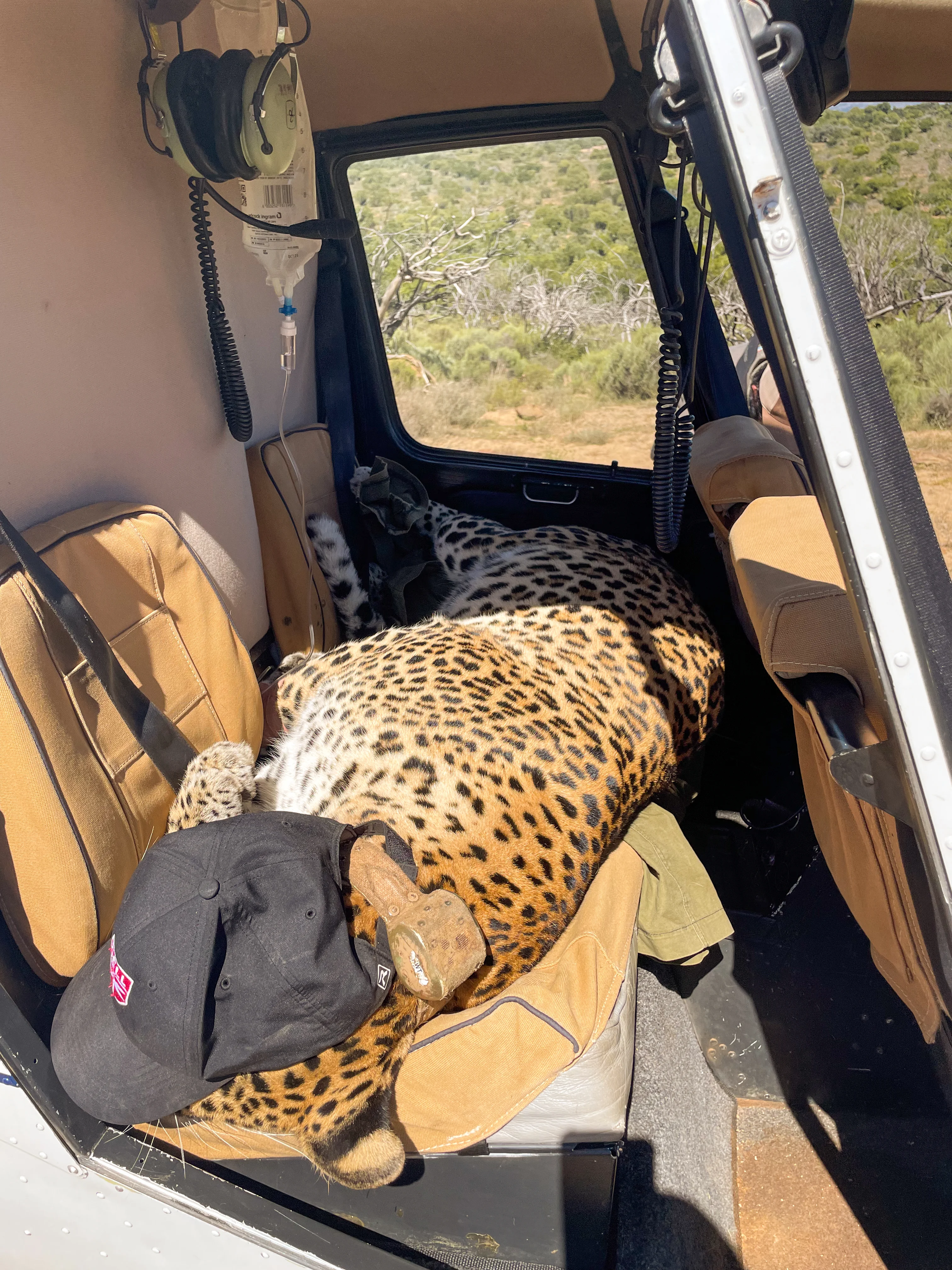 A leopard resting inside a vehicle on a tan seat with a black hat on its head.