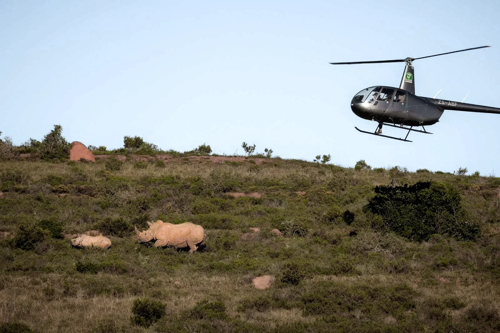 Black helicopter hovering over hillside with two rhinos walking through vegetation below.