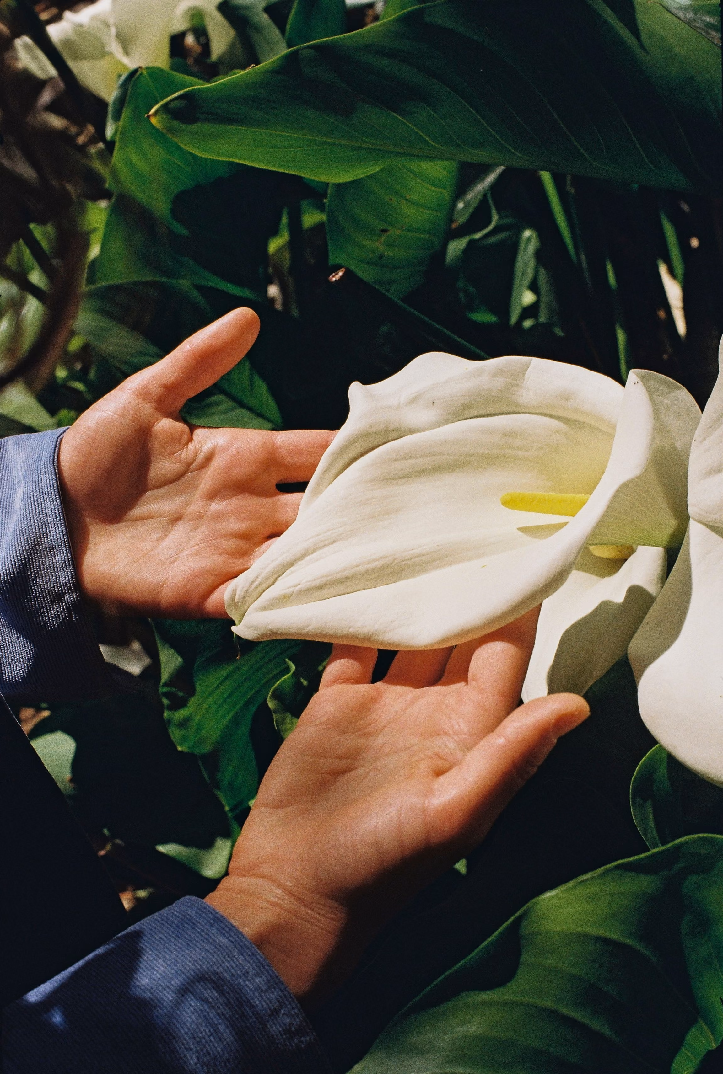 Two hands gently holding a white calla lily flower amidst large green leaves in natural light.
