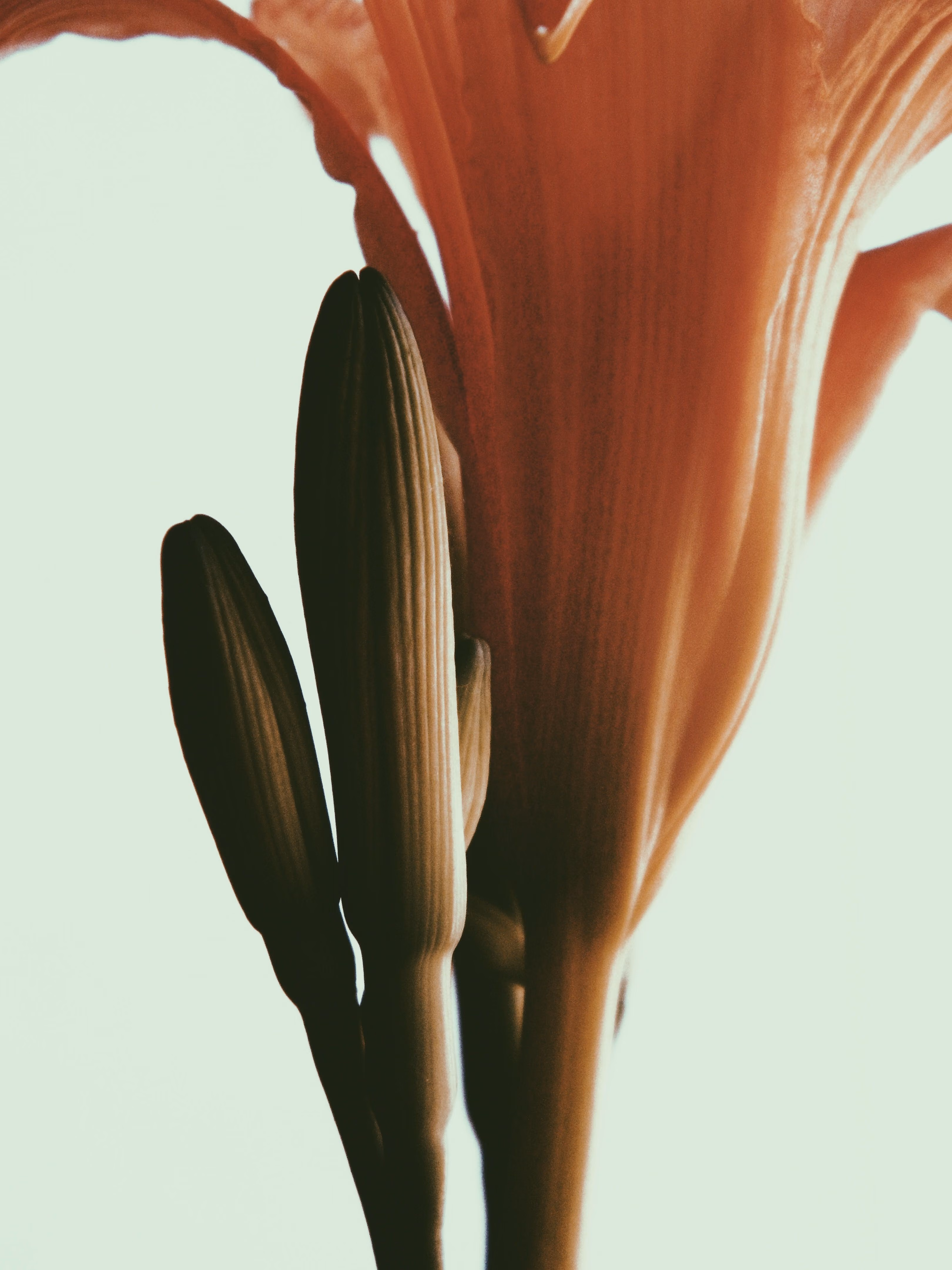 Close-up of an orange lily flower with two unopened buds against a pale background.