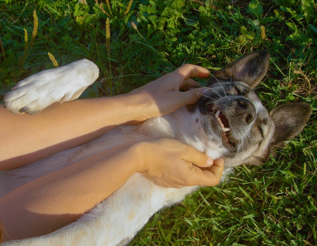 Person petting dog stock image