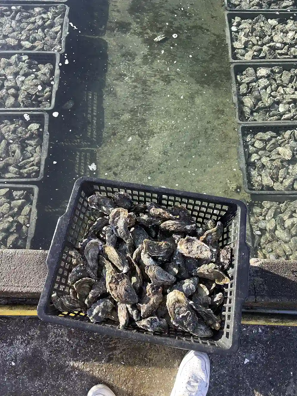 Basket of oysters held above water with oyster trays on both sides and feet visible below.