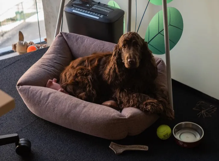 Le chien de l'agence dans son panier au bureau