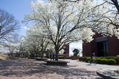 Flowering trees on the SIU Edwardsville campus