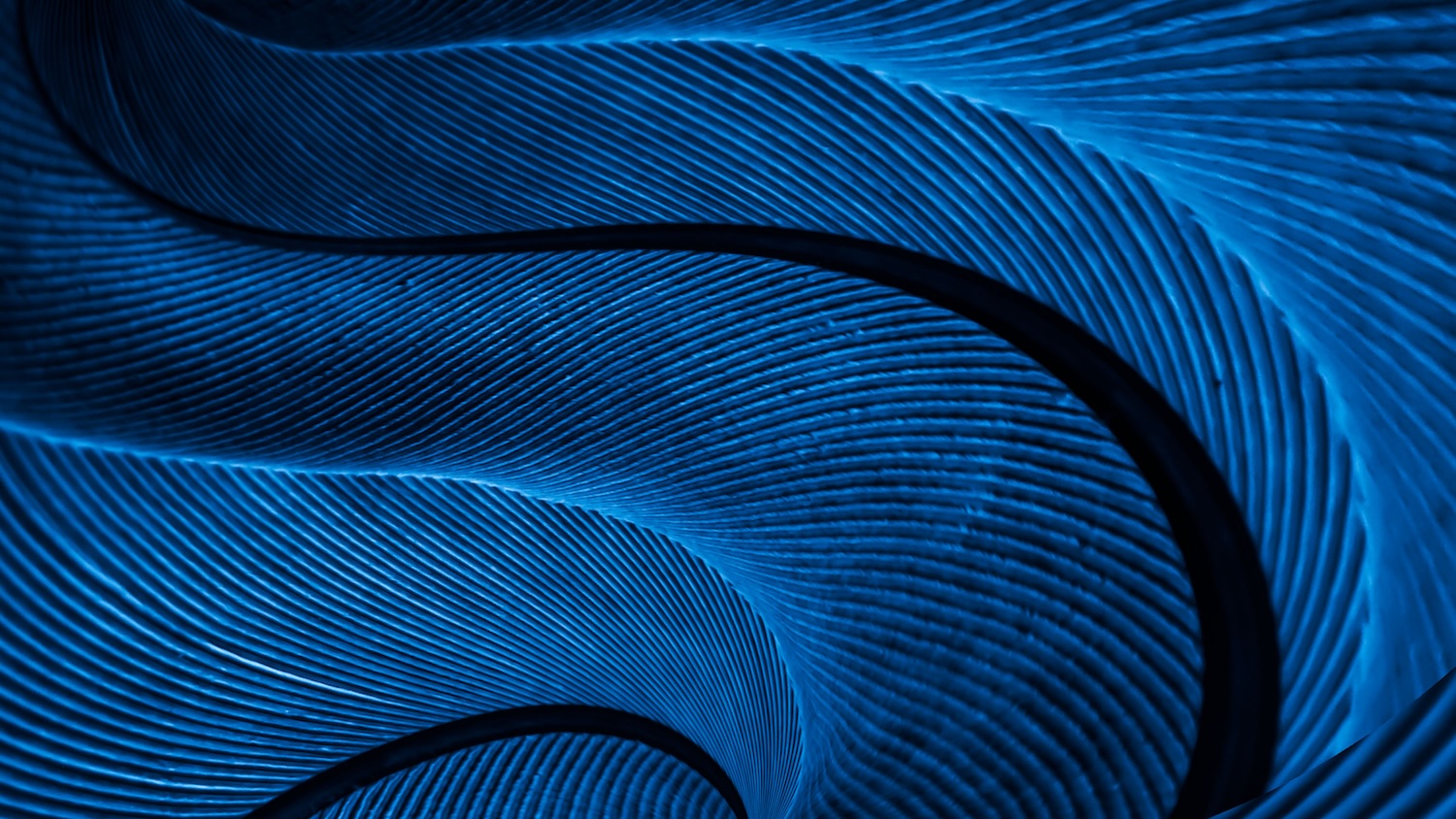 Close-up of an abstract blue feather showing detailed fine lines and curves with a smooth texture.