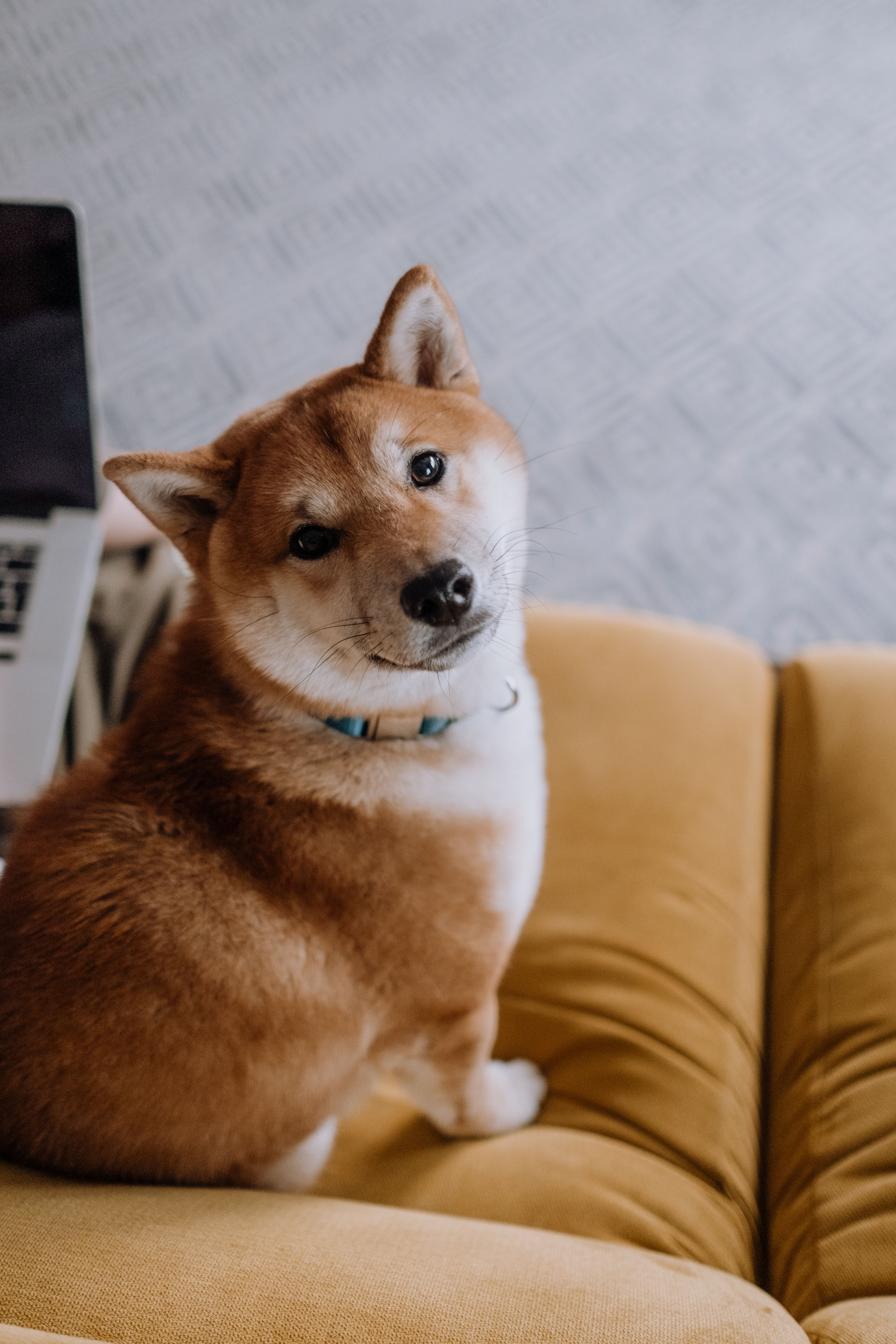 Dog on couch stock image