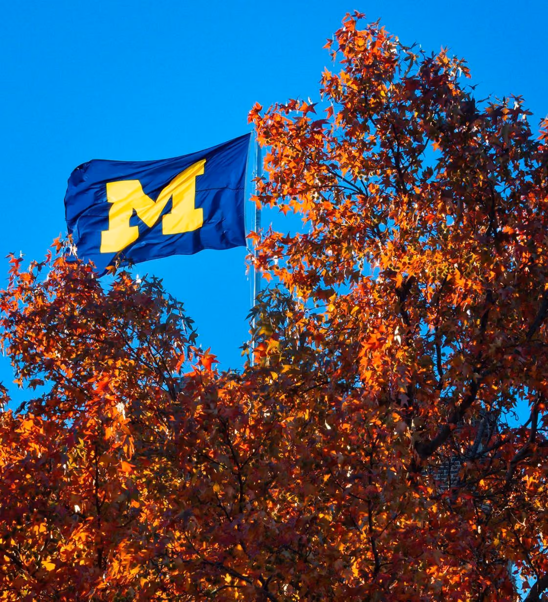 University of Michigan flag waving over red tree
