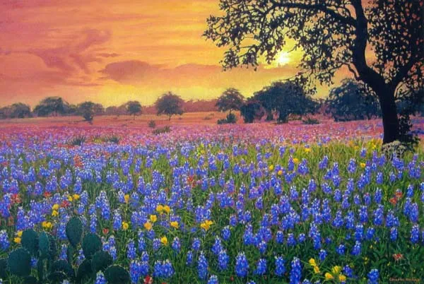 Bluebonnets