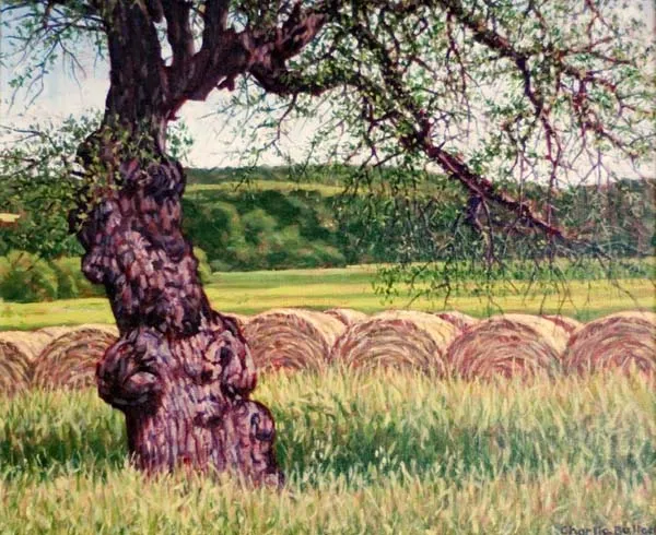 Knotty Live Oak