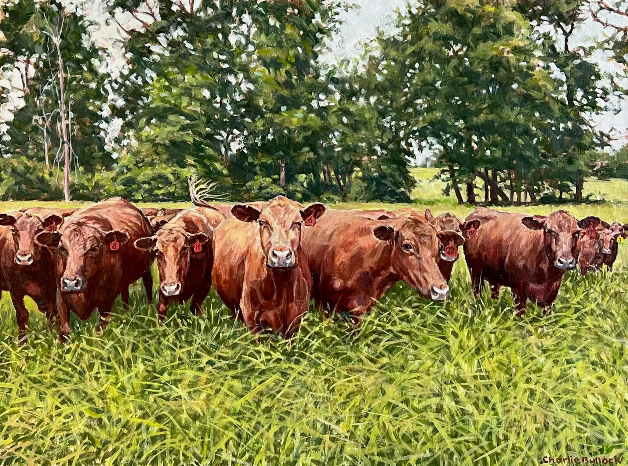 Cattle Herd