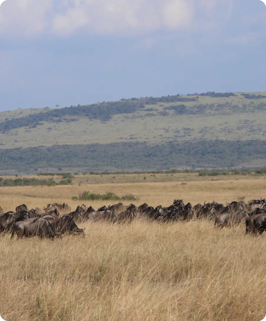 The Great Migration