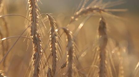 DOC - SlowFood Segale
