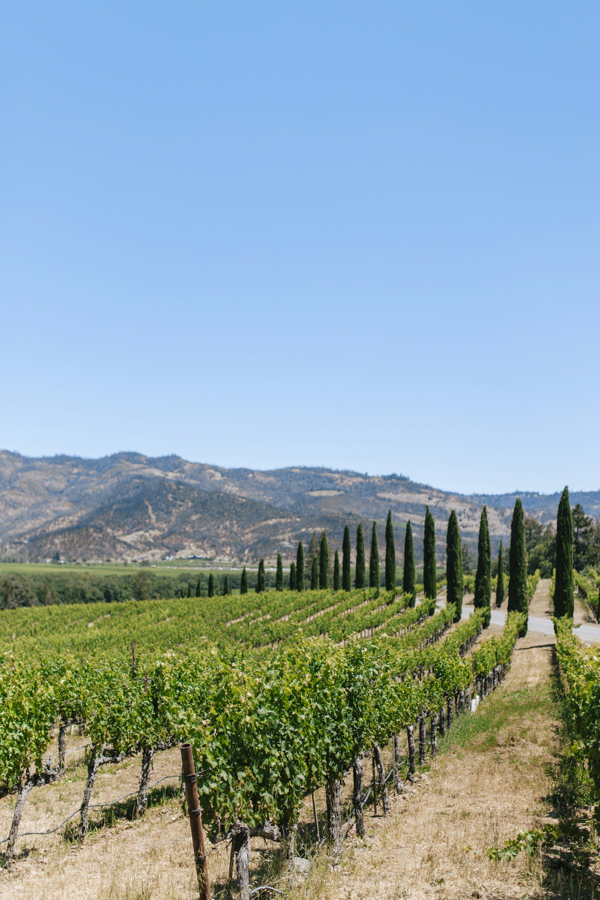 Cypress-lined vineyard rows in Napa Valley