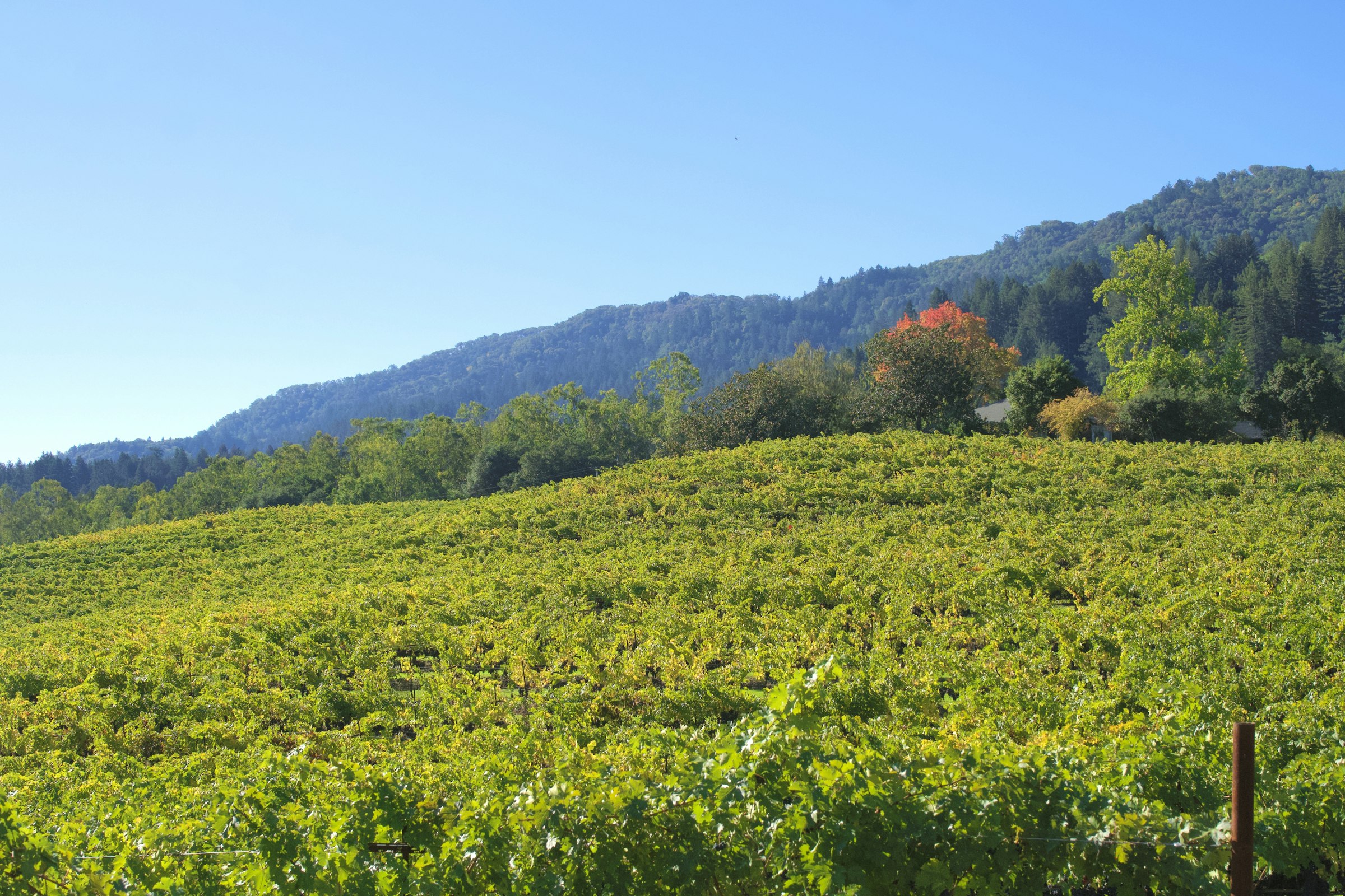 Vineyard on rolling hills in Sonoma County