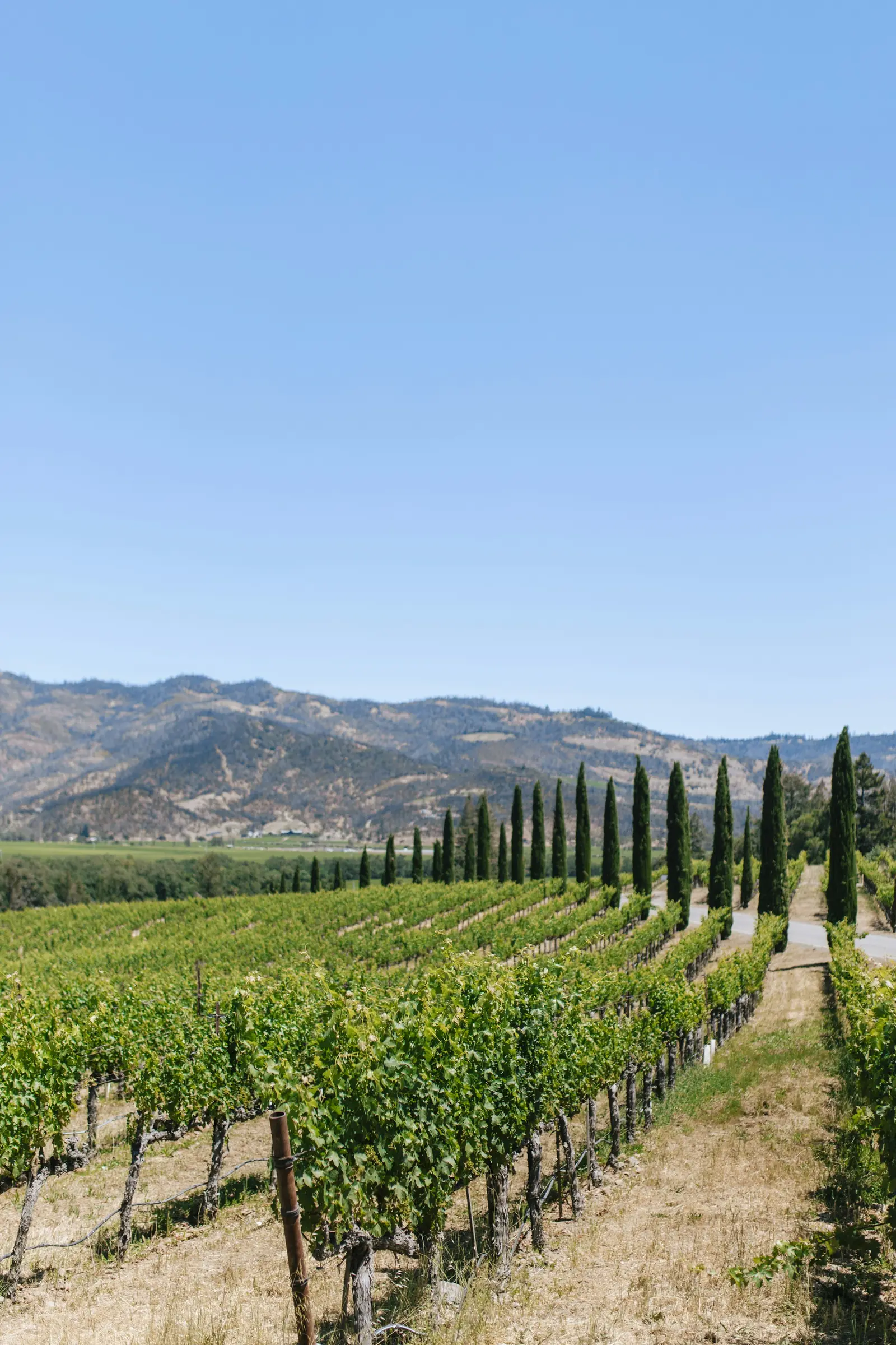Cypress-lined vineyard rows in Napa Valley