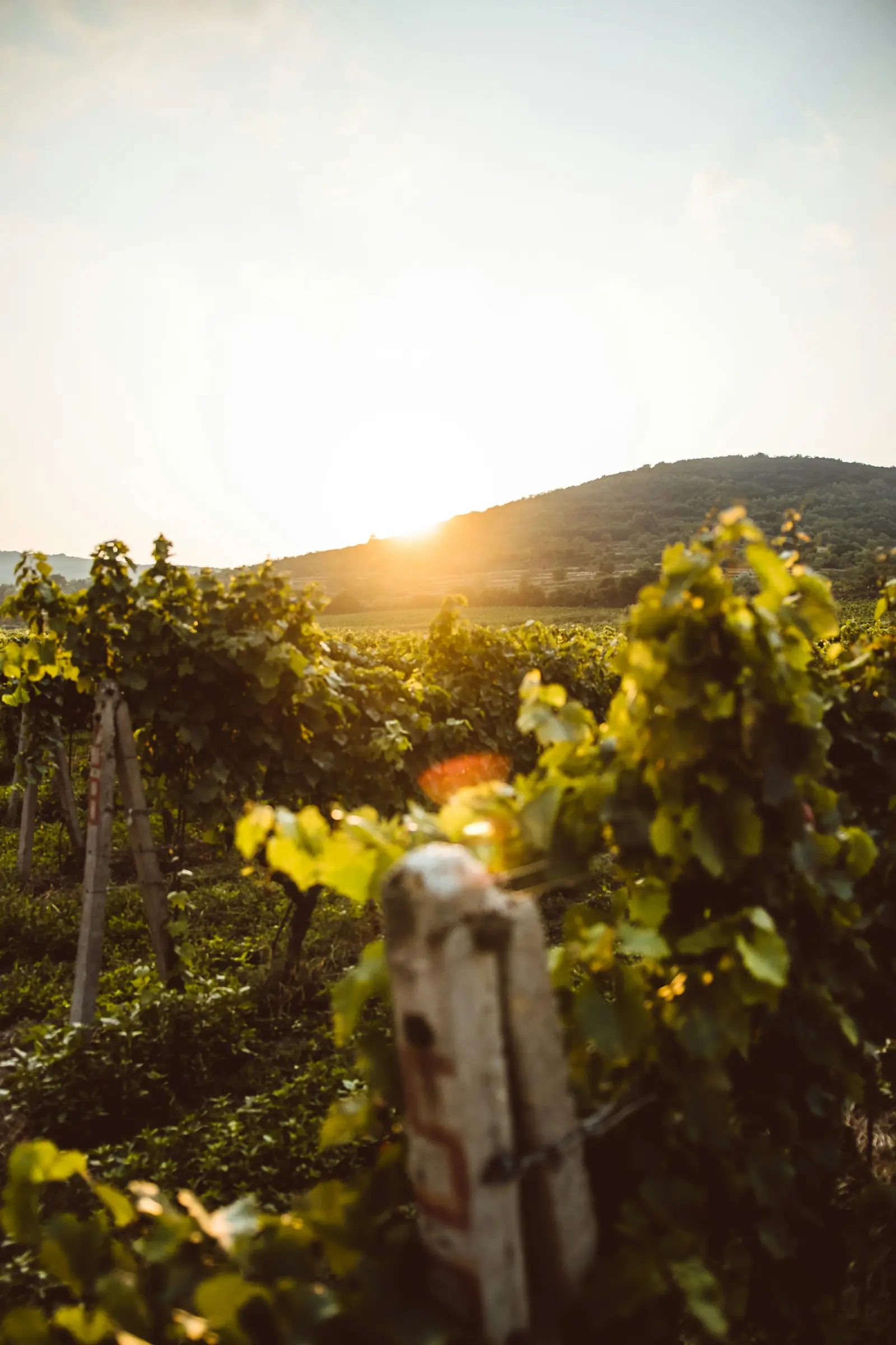 Sun setting over a wine country vineyard