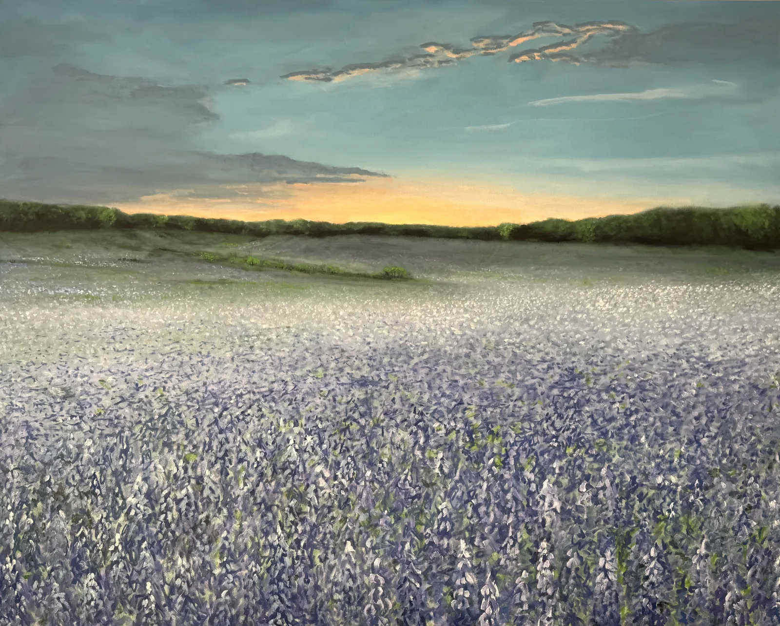 Blue Bonnet Fields