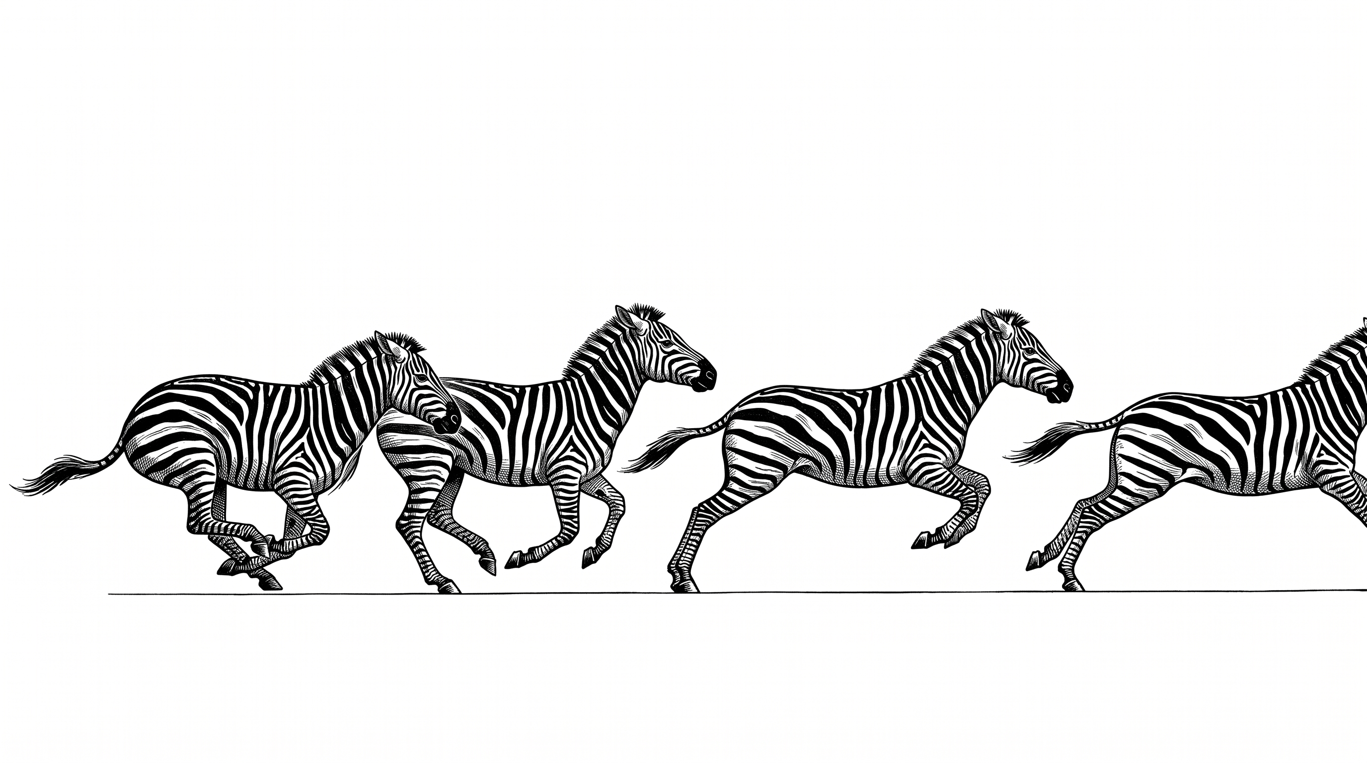 Engraved chronophotographic motion study of a single galloping zebra in four successive phases of one stride, the intervals between the figures widening from left to right