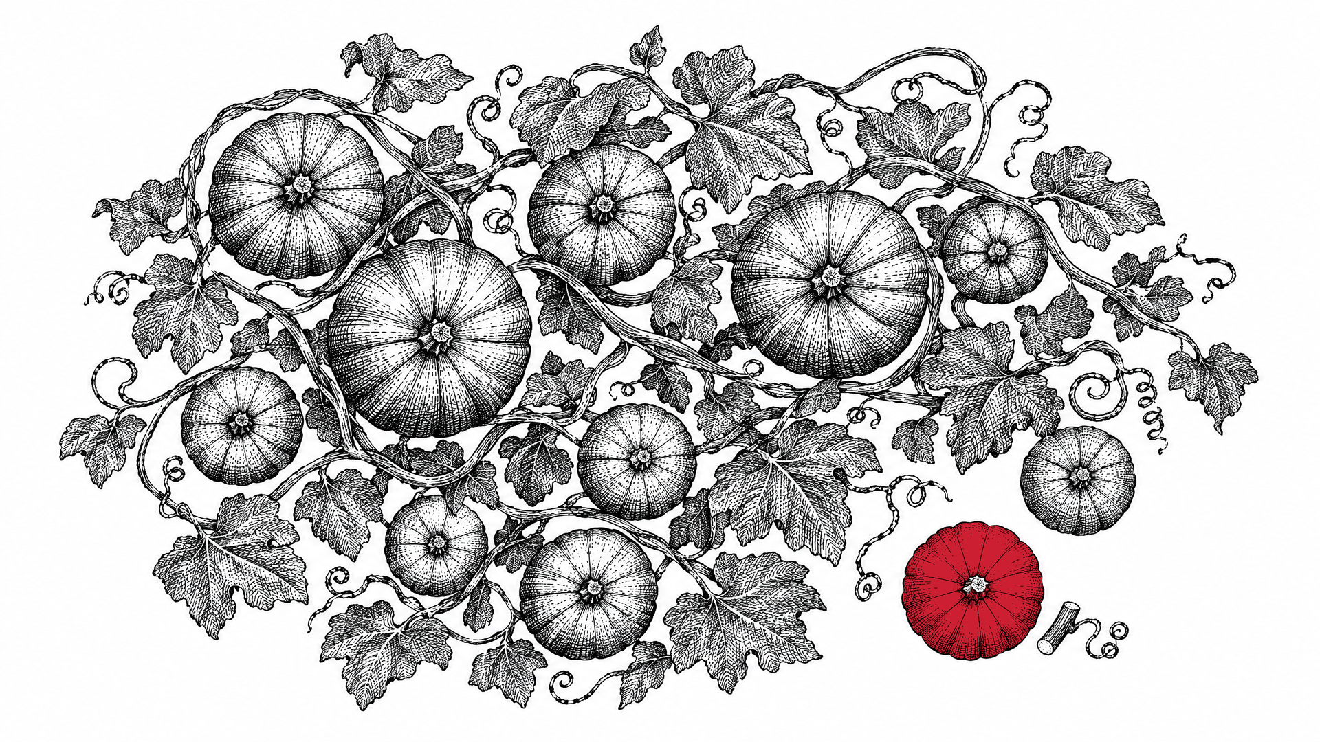 Engraved overhead plan of a pumpkin patch tangled with vines, one harvested pumpkin in red