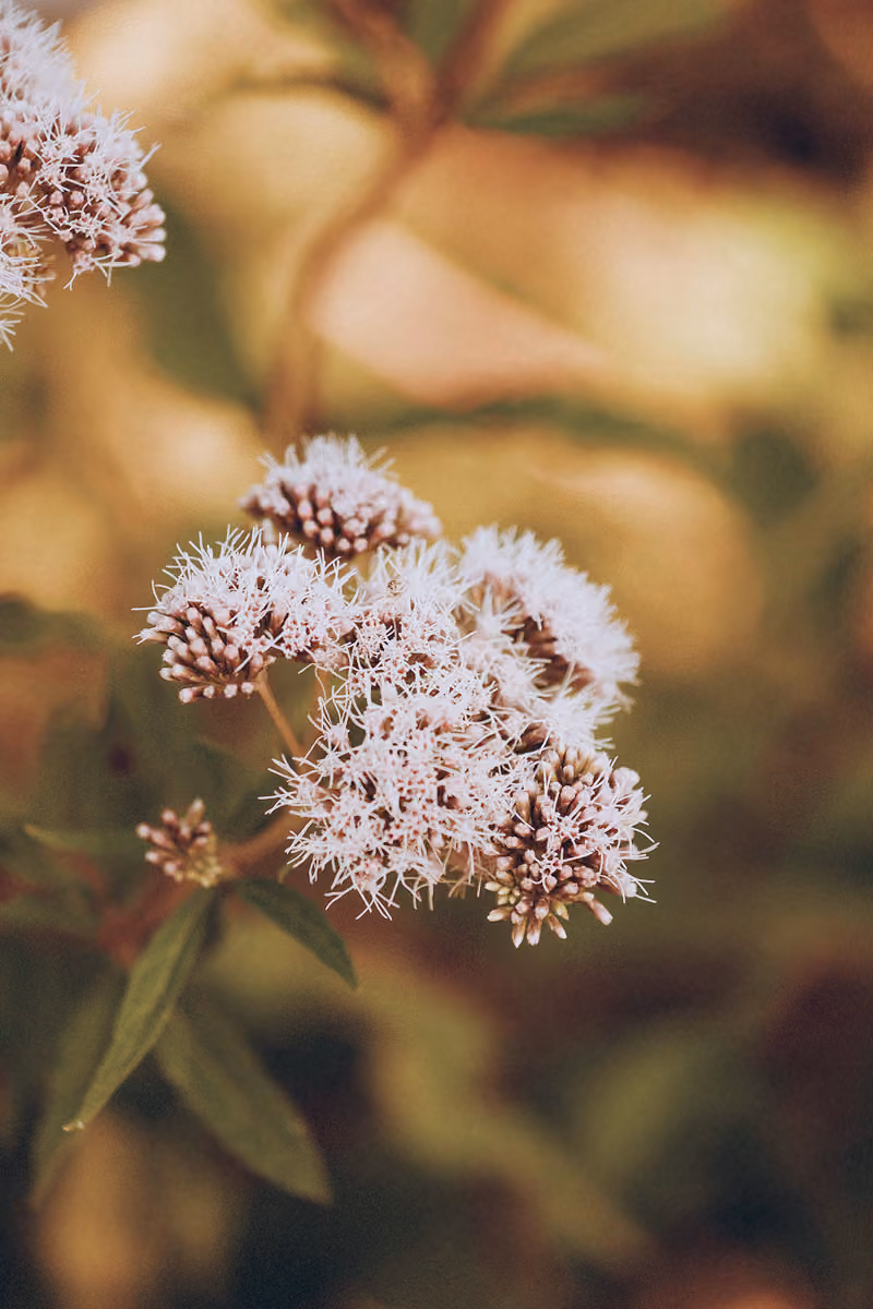 Close-up of light purple wildflowers with long stamens on a blurred natural background.