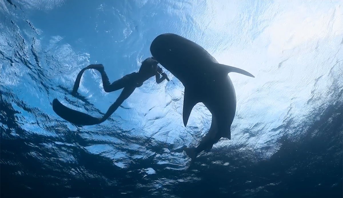 The concept of practice as preparation for risk resonates far beyond the world of shark whispering and has applications in work and life.