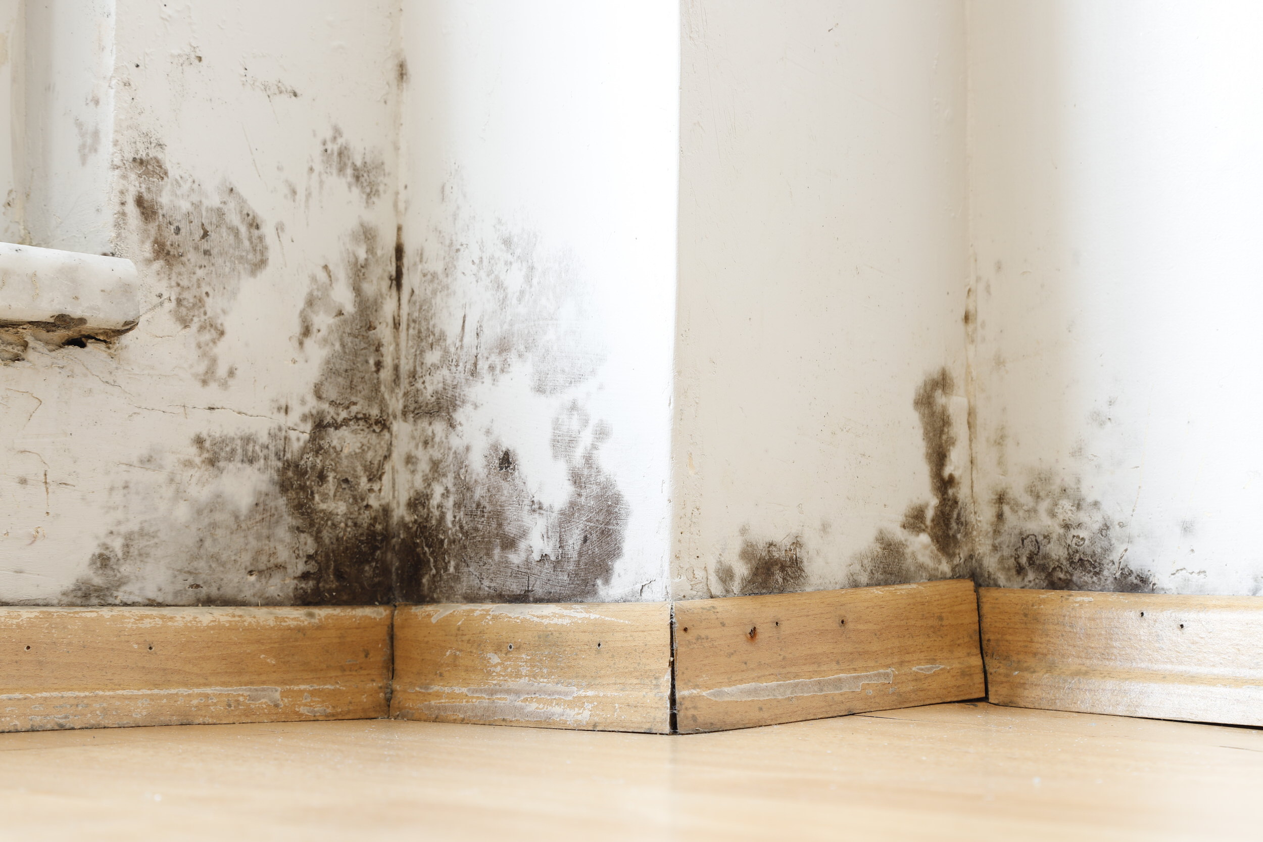 Damp building surfaces damaged by black mold and fungus