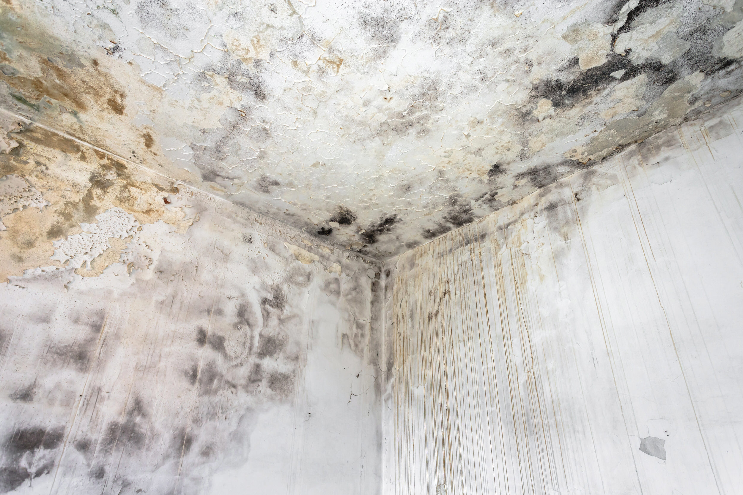 Black mold growth spreading across an interior wall