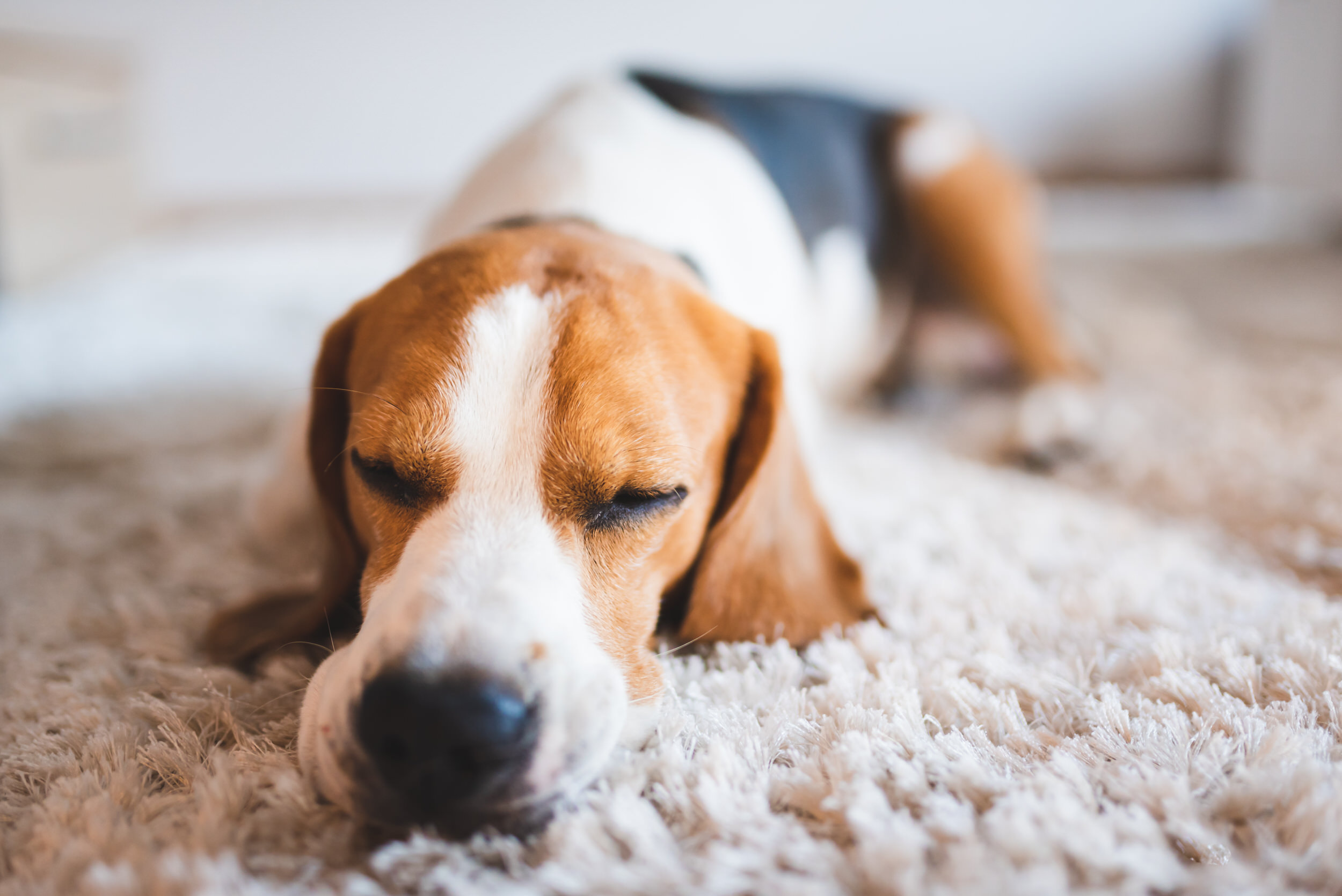 Beagle sleeping on a living room carpet