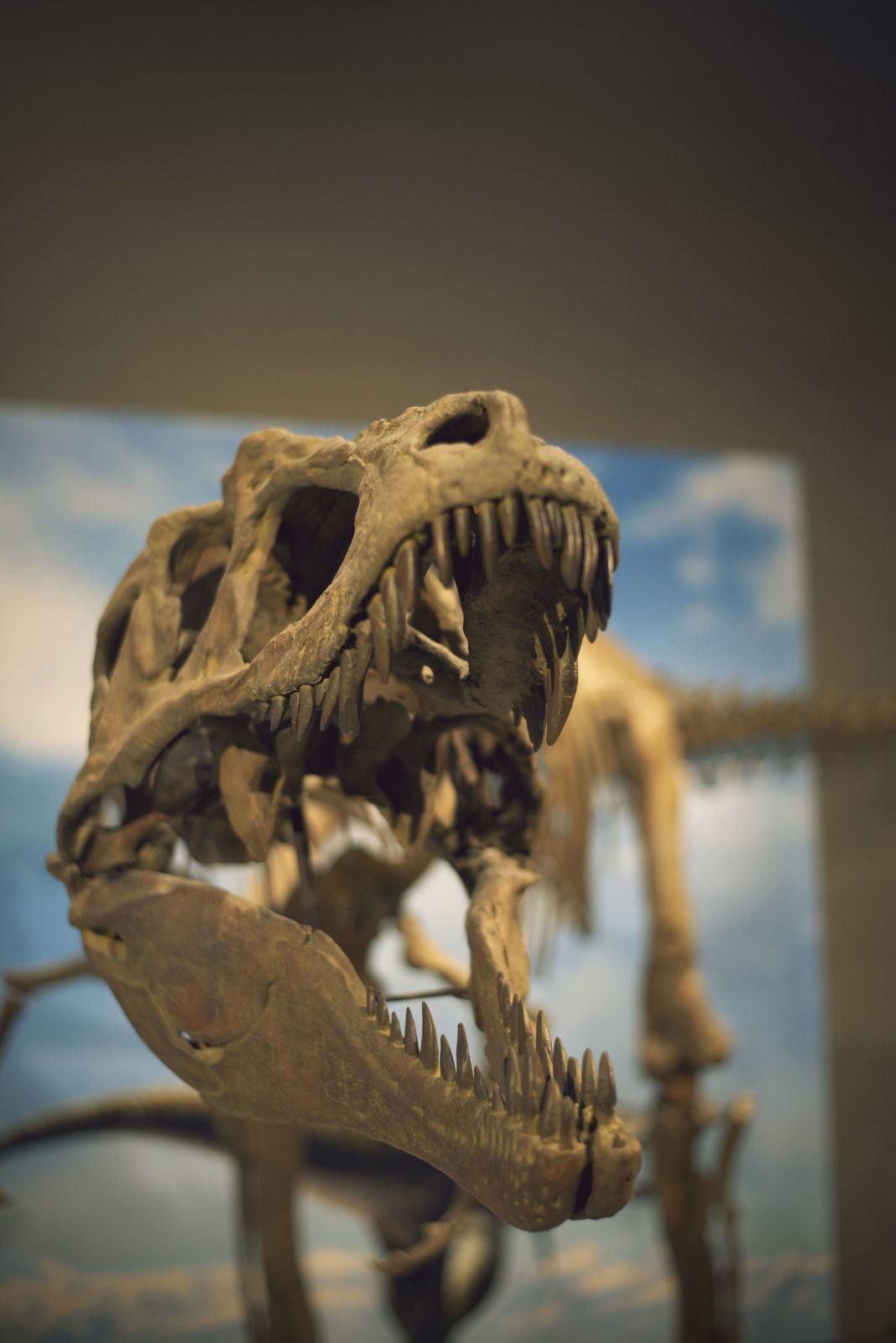 T-rex skeleton at Red Rock Dinosaur Park