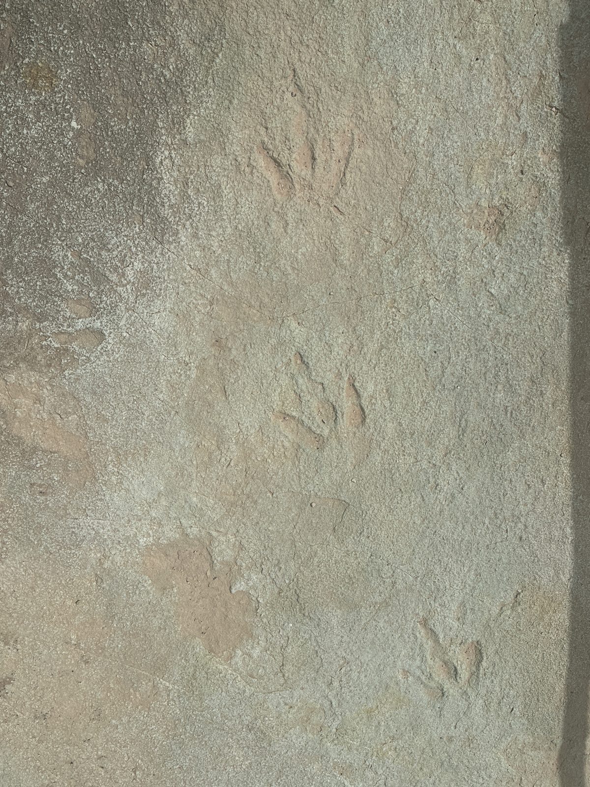 Dinosaur tracks pressed into sandstone