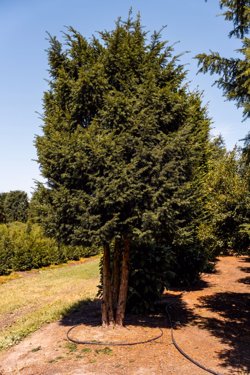 Taxus Baccata · Meerstammige boom