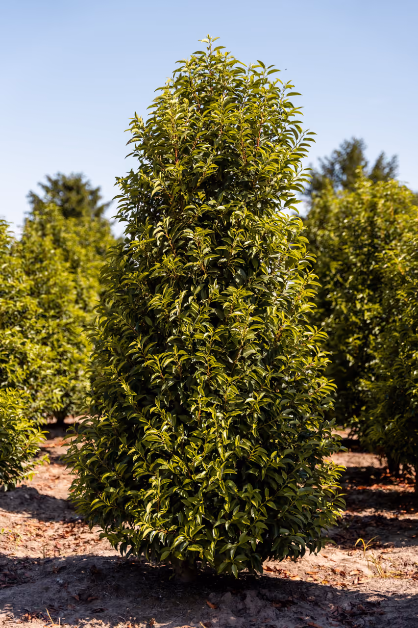 Prunus Lusitanica Angustifolia · Haagplant