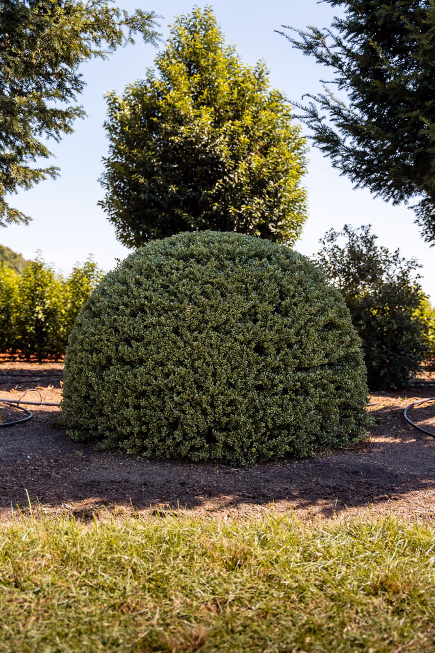 Ilex Crenata Convexa · Bolvorm