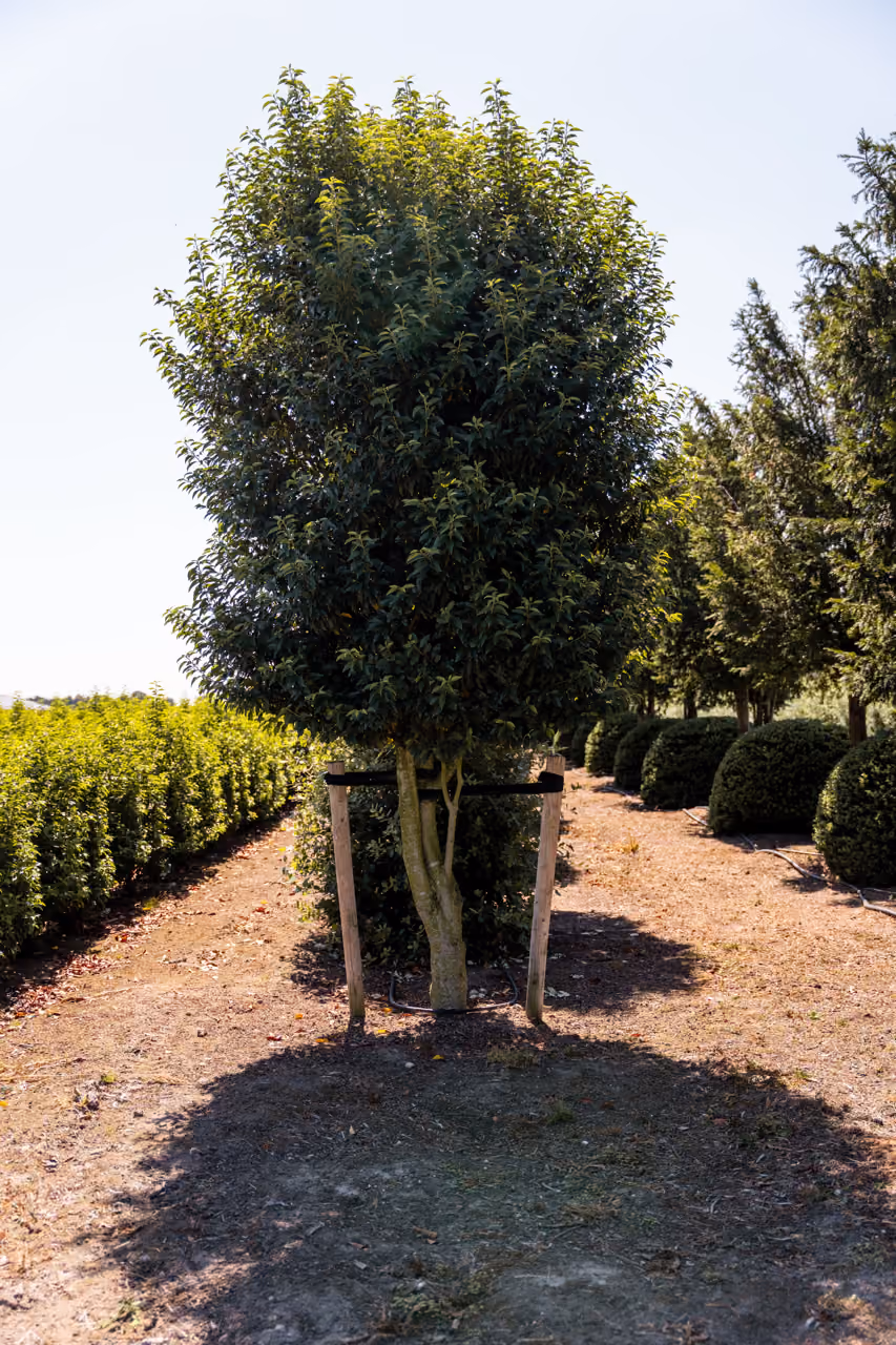Prunus Lusitanica Angustifolia · Meerstammige boom