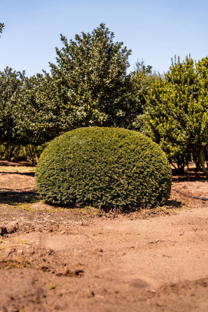 Taxus Baccata · Bolvorm