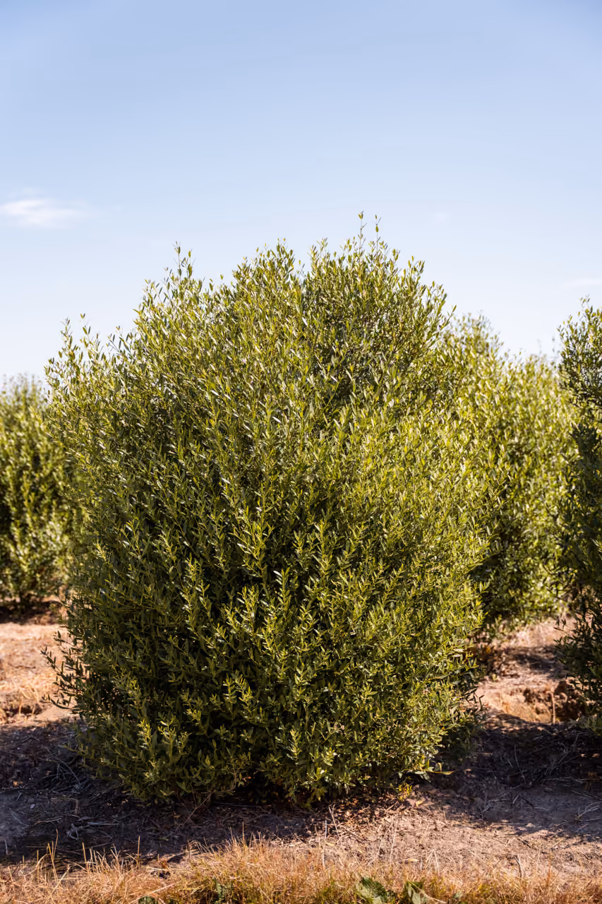 Phillyrea Angustifolia · Haagplant